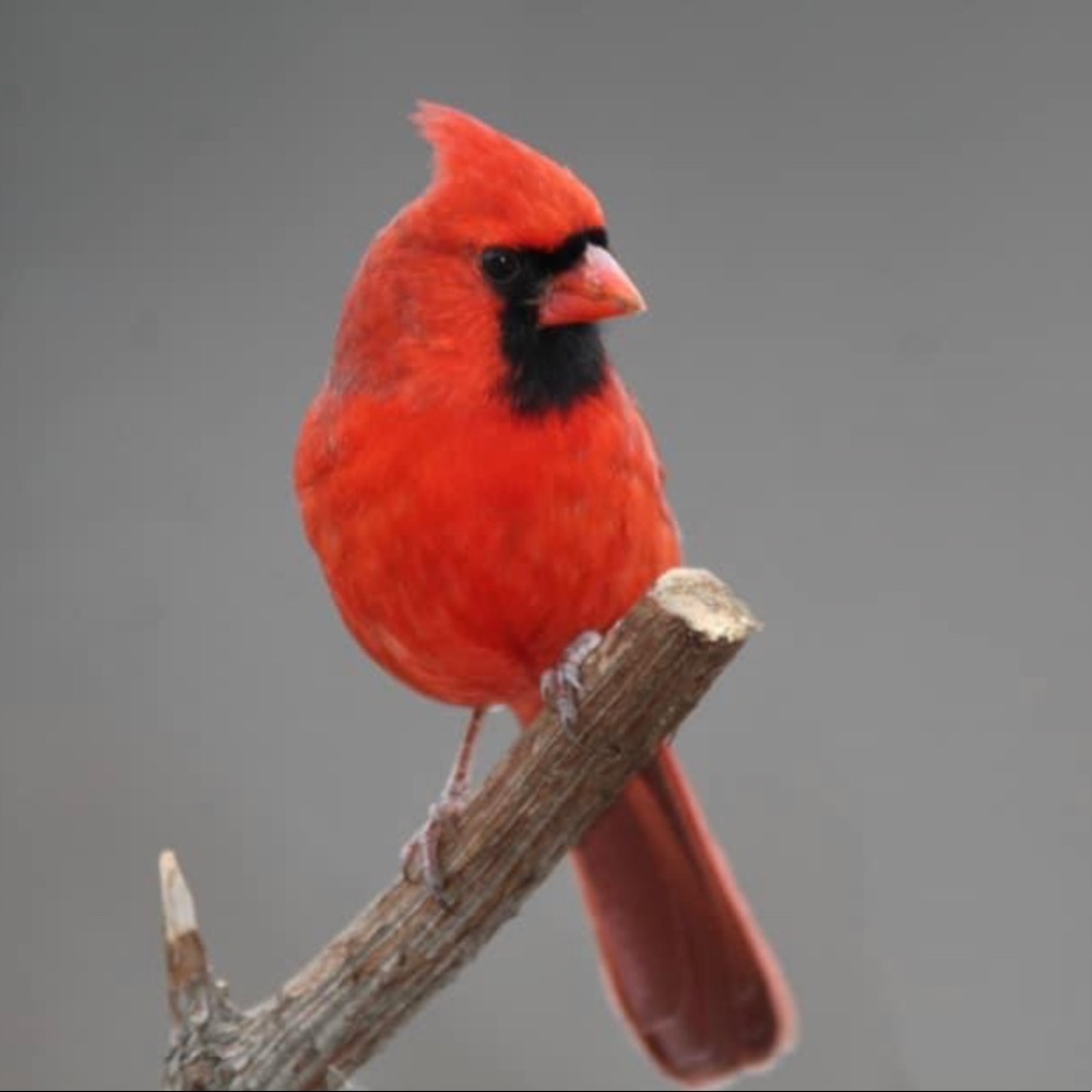 Meet your Posher, Karen